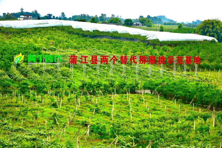 “兩個替代”獼猴桃示范基地。蒲江縣委宣傳部供圖