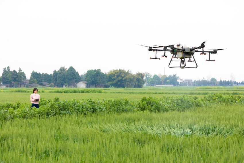 新生代農業職業經理人代表王伶俐操作無人機噴灑農藥。崇州市委宣傳部供圖