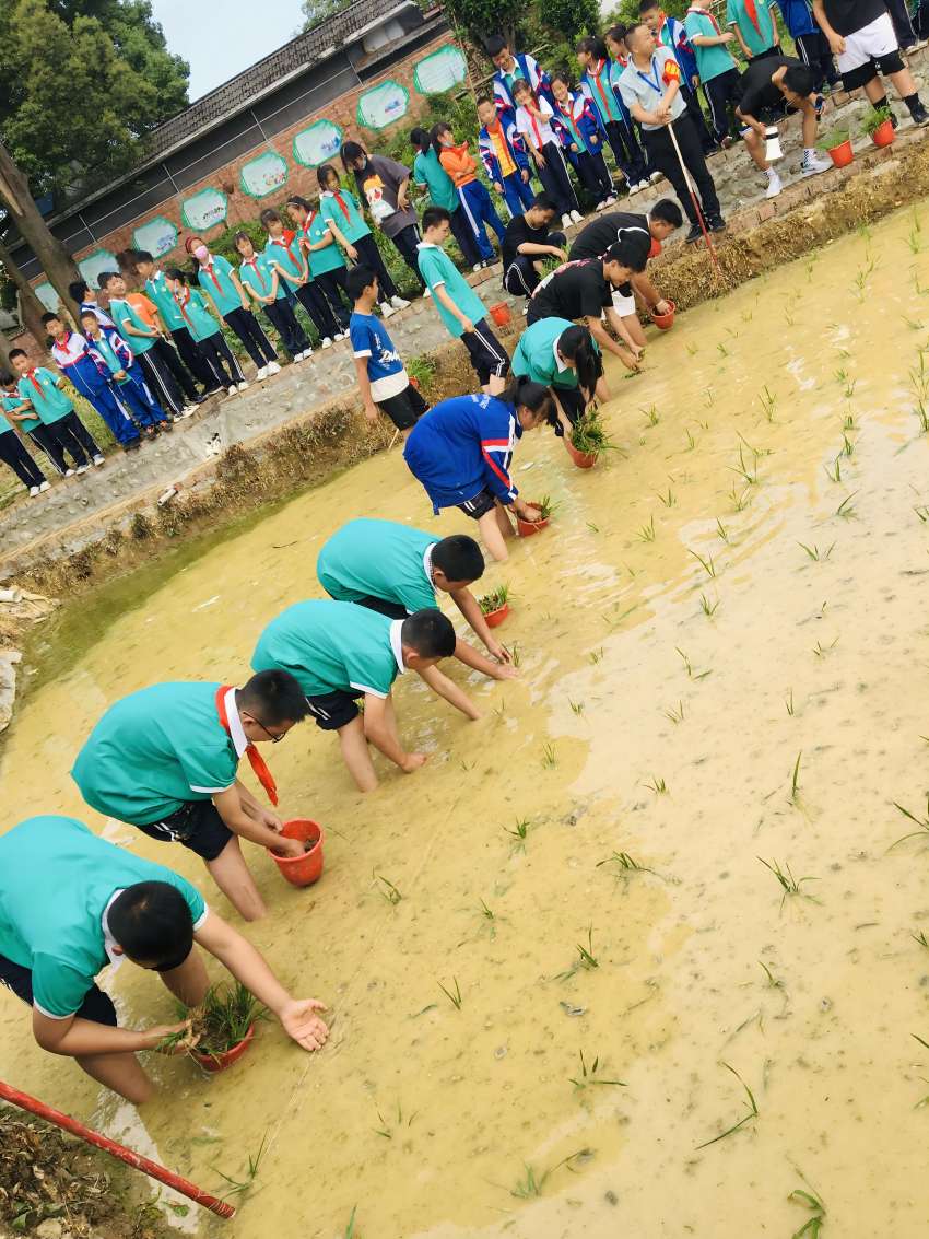 成都市蒲江縣甘溪鎮九年制學校開展“學農耕 知農事”插秧體驗活動。成都市教育局供圖