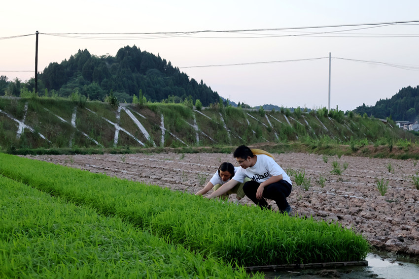 西部計劃志愿者在遂寧大豆現代農業園區查看稻苗生長情況，了解種植分布詳情。歐歡攝