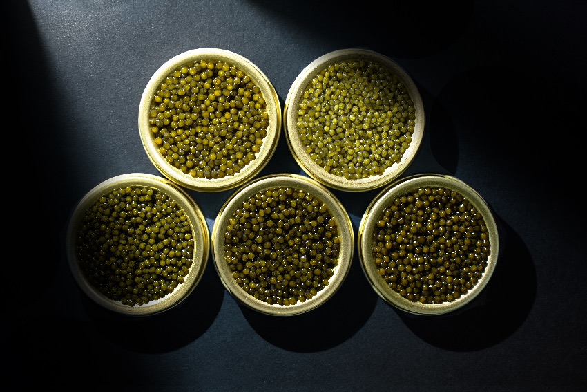 產自雅安天全縣的魚子醬。受訪者供圖