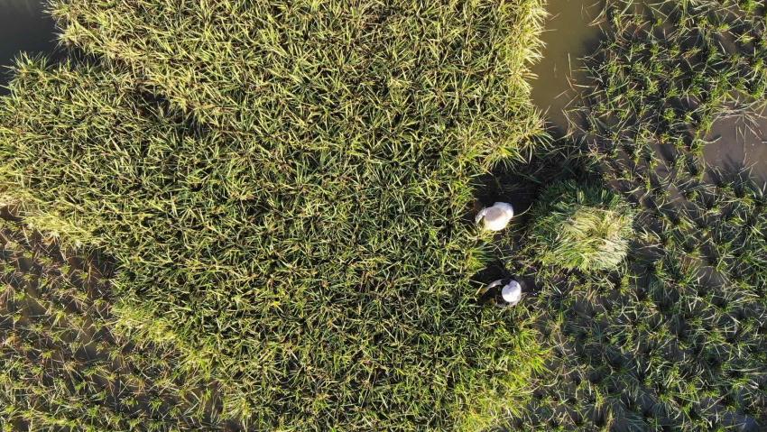 收割稻谷。內江融媒供圖