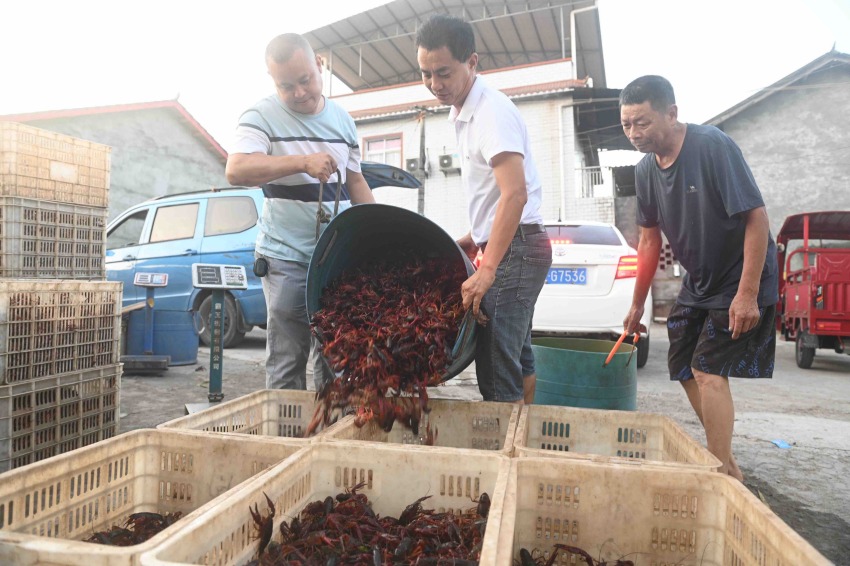 小龍蝦收購。內江融媒供圖