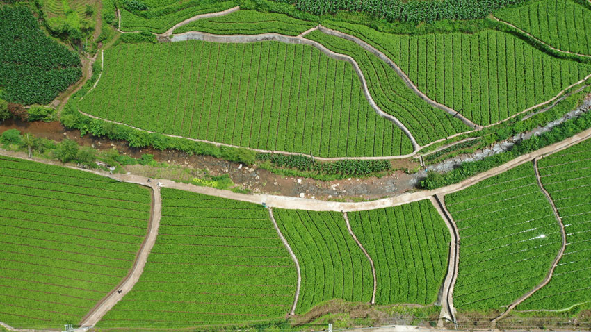 種滿山谷的趕黃草。古藺縣委宣傳部供圖
