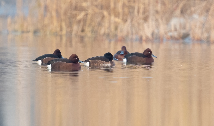 在興隆湖越冬的青頭潛鴨。余歡攝（資料圖片）