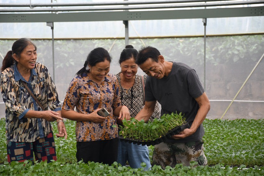 工人們正在查看幼苗生長情況。徐靜攝