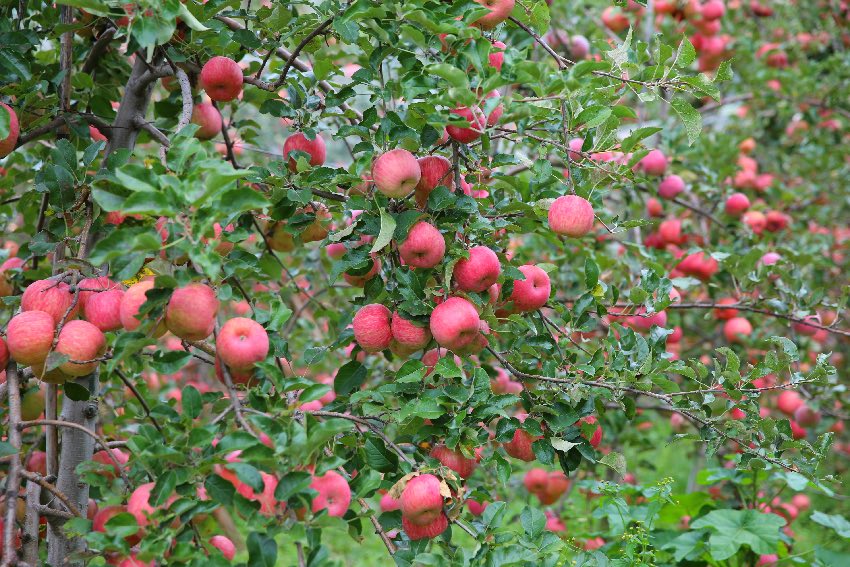 紅彤彤的蘋果掛滿枝頭。丹巴縣委宣傳部供圖