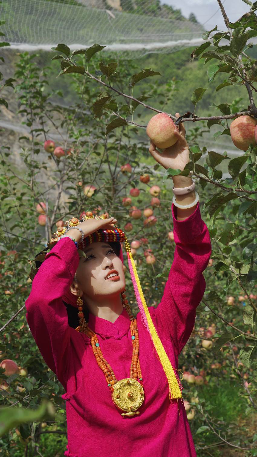 “美人脆”蘋果。丹巴縣委宣傳部供圖