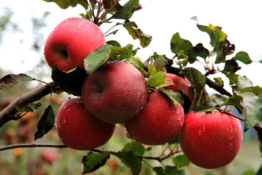 紅彤彤的蘋果掛滿枝頭。丹巴縣委宣傳部供圖