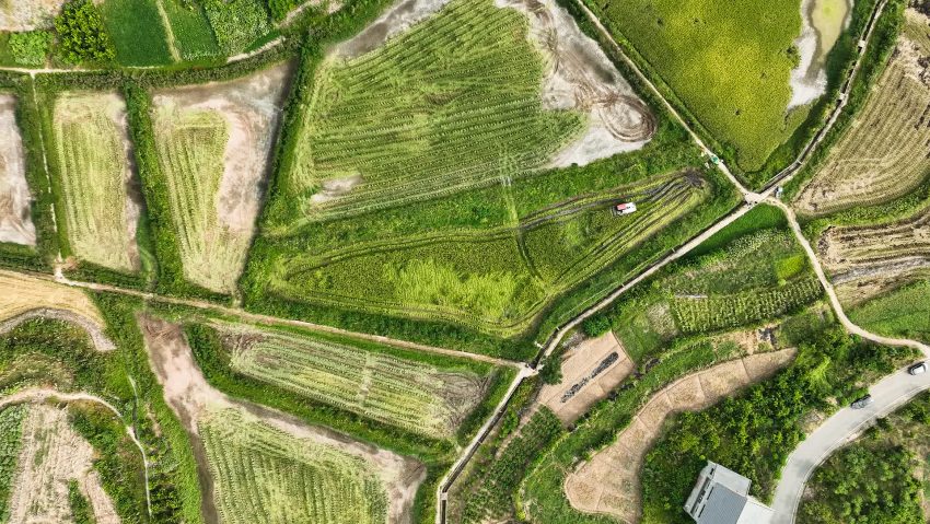 達州高新區金埡鎮真山村成熟的水稻。達州高新區供圖