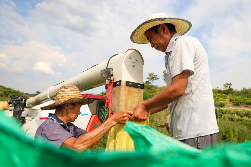 達州高新區金埡鎮真山村的村民們正搶抓農時收割水稻。達州高新區供圖