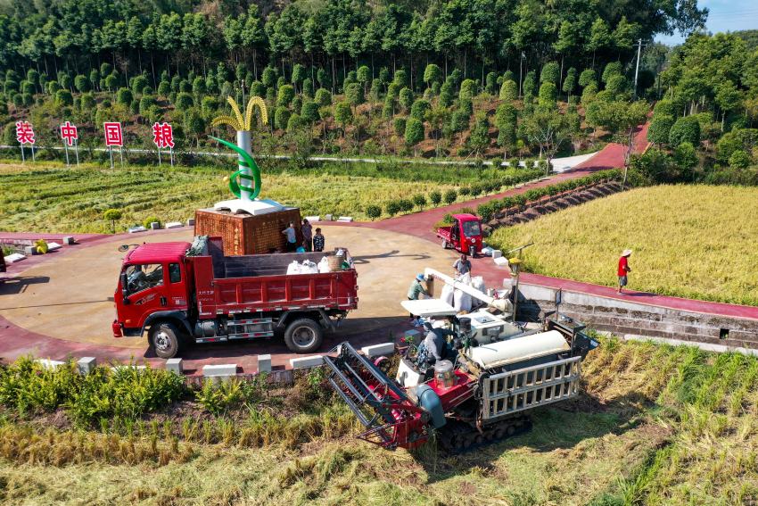 大竹縣糧油現代農業園區豐收盛景。李相芬攝