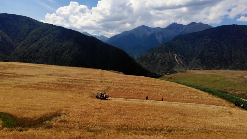 收割機正在收成熟的青稞。白玉縣委宣傳部供圖