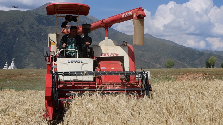 收割機正在收成熟的青稞。白玉縣委宣傳部供圖