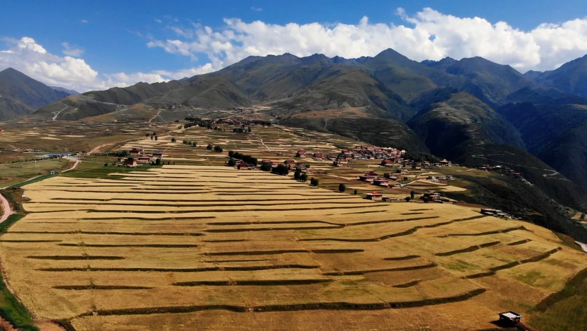 下比沙村千畝青稞種植基地成熟青稞。白玉縣委宣傳部供圖