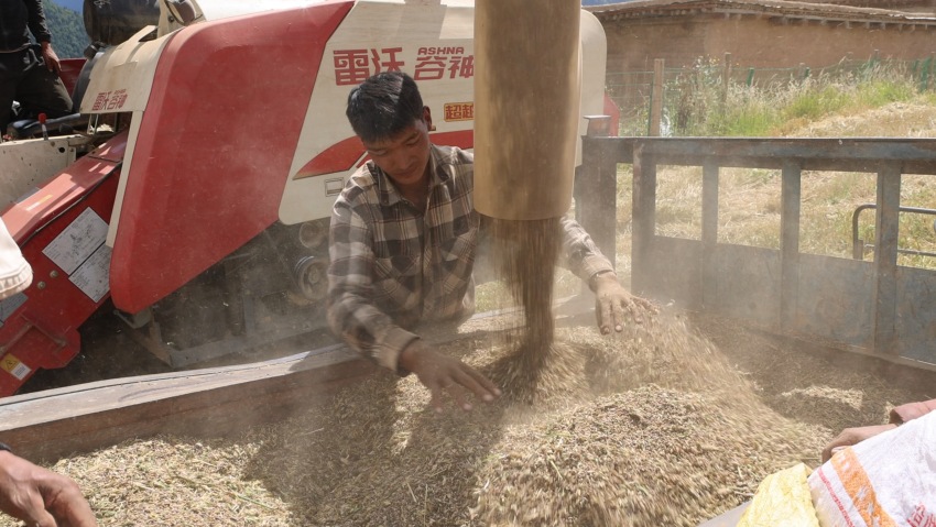 正在將青稞裝車。白玉縣委宣傳部供圖