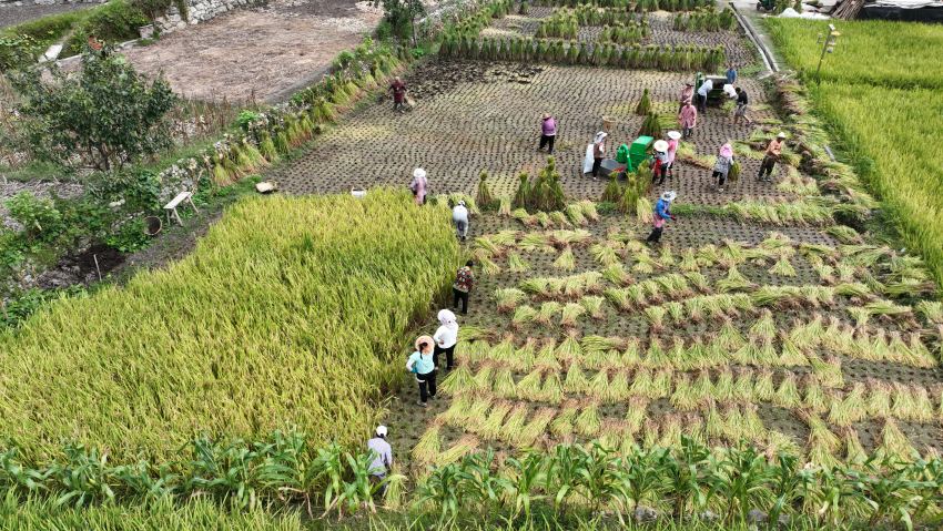 村民們正在收割成熟的水稻。瀘定縣委宣傳部供圖