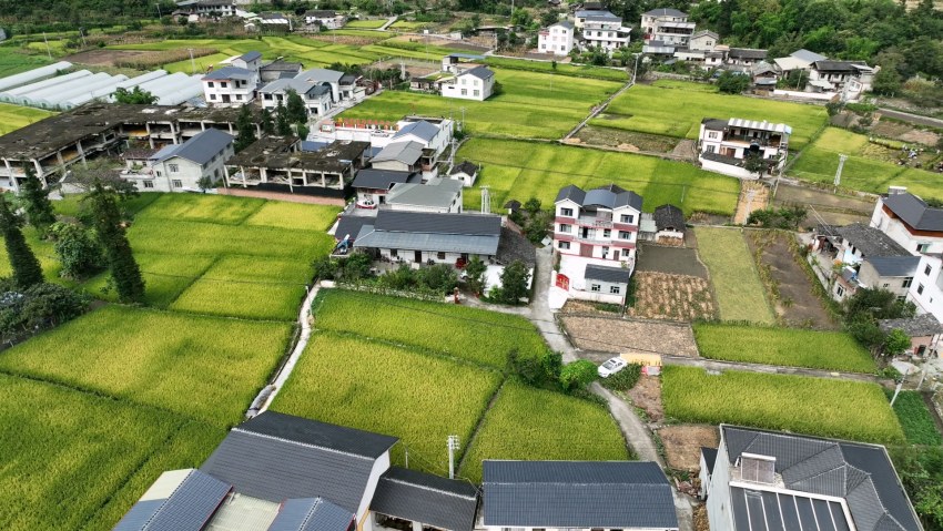 航拍成熟的水稻。瀘定縣委宣傳部供圖