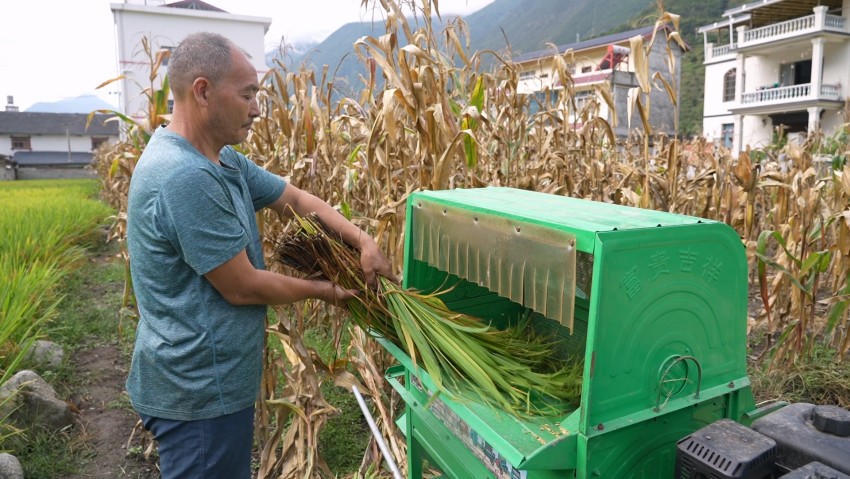 正在收割成熟水稻的村民。瀘定縣委宣傳部供圖