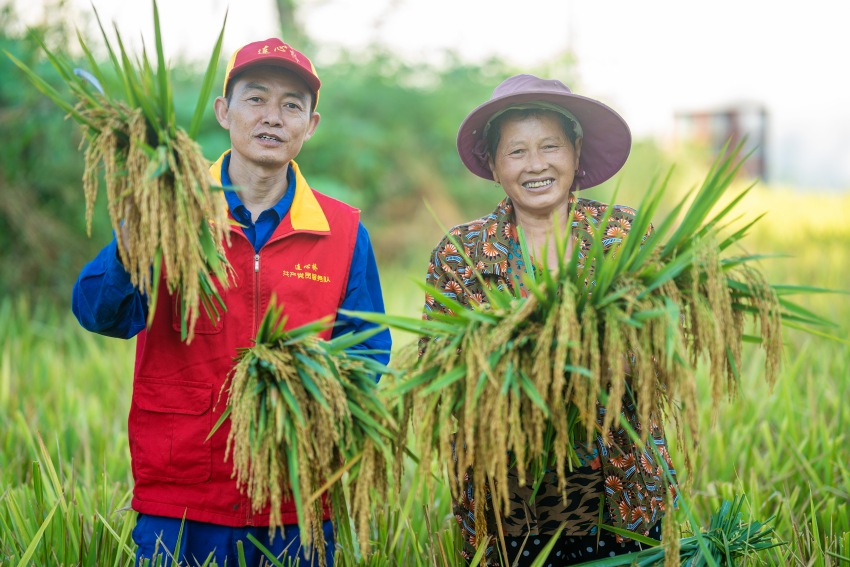 國家電網四川電力（巴中）連心橋共產黨員服務隊在通江縣廣納鎮銅缽山村，幫助農戶搶收水稻。楊曉攝