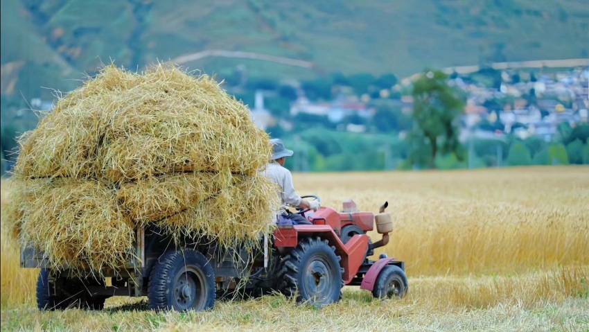 村民正在運輸青稞稈。德格縣委宣傳部供圖