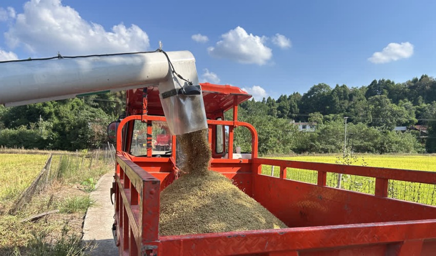 正在將收割的水稻裝車。樂至縣委宣傳部供圖