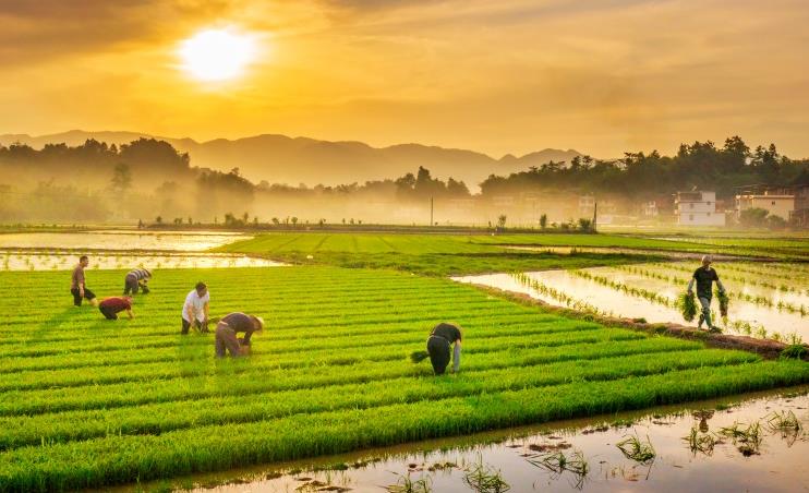 竹鄉田野繪“豐”景走進大竹縣，滿眼皆是翠綠。竹林間，輕風拂過，帶來絲絲涼意；田野上，稻浪翻滾，孕育著豐收的希望。這片充滿生機的土地，正以實際行動，向新而行，向高而攀，繪就一幅幅鄉村振興的壯美畫卷。
