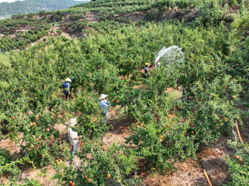 石榴園區的工人正在澆水。張曉東攝 