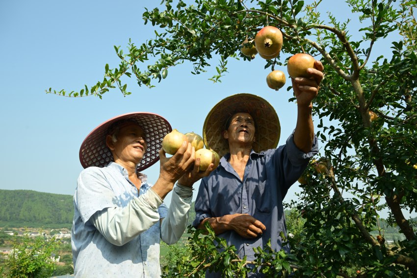 四川省閬中市江南街道辦千佛巖村石榴產業園成熟的石榴掛滿枝頭，果農們享受著豐收的喜悅。張曉東攝 