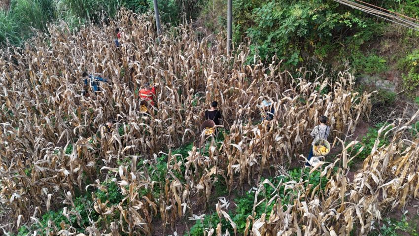雁江區保和鎮洞子灣村玉米采摘現場。雁江區委宣傳部供圖