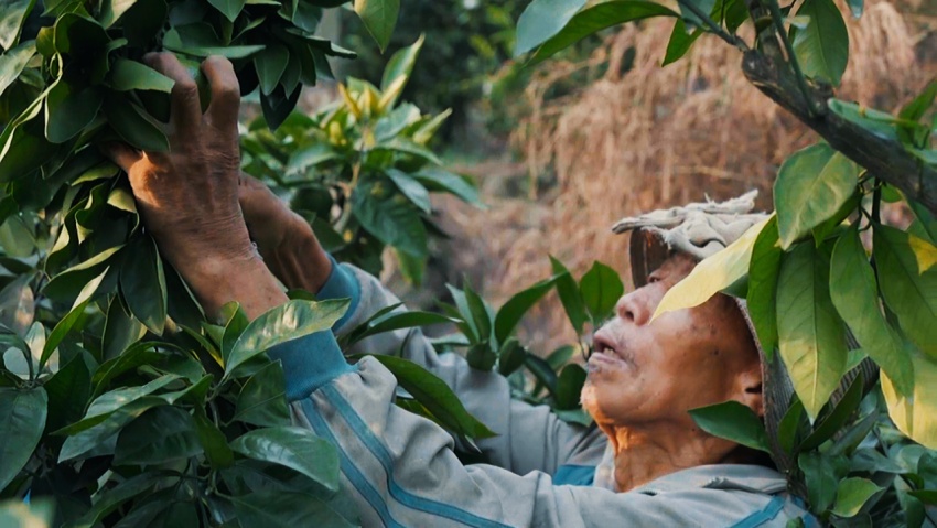 雁江區豐裕鎮農權村柑橘收獲現場。雁江區委宣傳部供圖