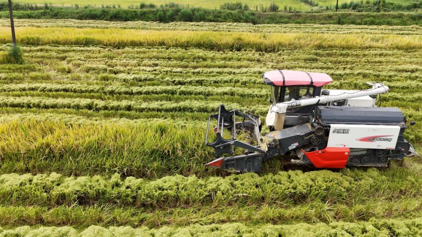 雁江區老君鎮大溪村水稻收割現場。雁江區委宣傳部供圖