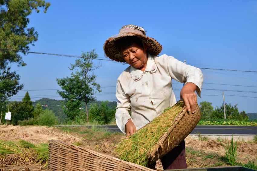村民正在裝剛剛收割的水稻。閬中市委宣傳部供圖