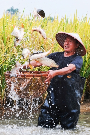 《魚肥稻香》眉山市修文縣水稻和魚雙豐收。