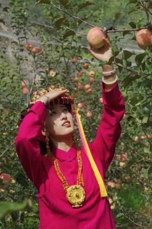 丹巴縣“美人脆”蘋果大豐收。