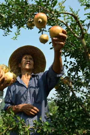 閬中市江南街道辦千佛巖村石榴產業園，果農享受豐收的喜悅。