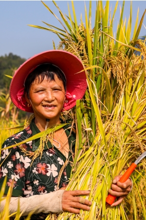 宣漢縣胡家鎮鴨池村水稻喜獲豐收。