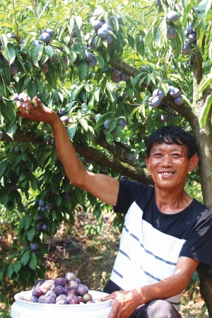 宣漢縣廟安脆李熟了。