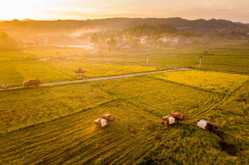 普安鎮“稻田+”基地水稻豐收場景。開江縣委宣傳部供圖