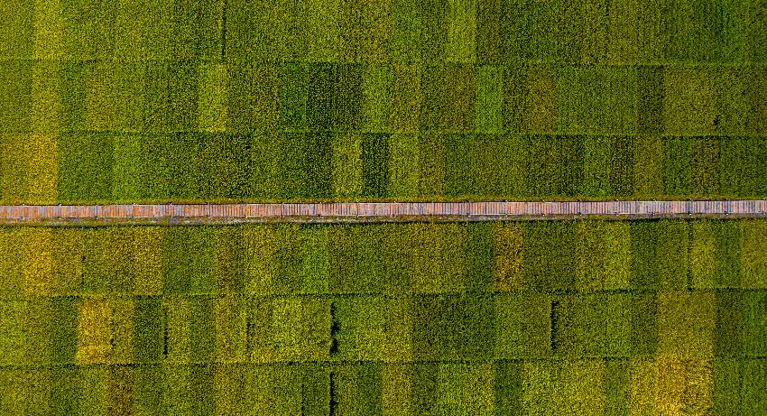 軍屯鎮天星村水稻收割現場。新都區融媒體中心供圖