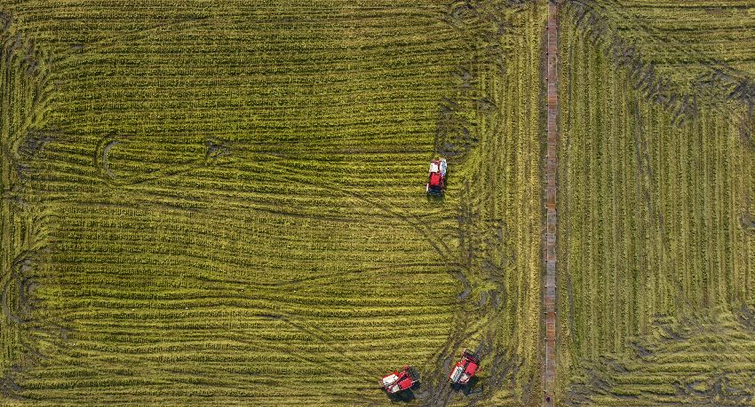 軍屯鎮天星村水稻收割現場。新都區融媒體中心供圖
