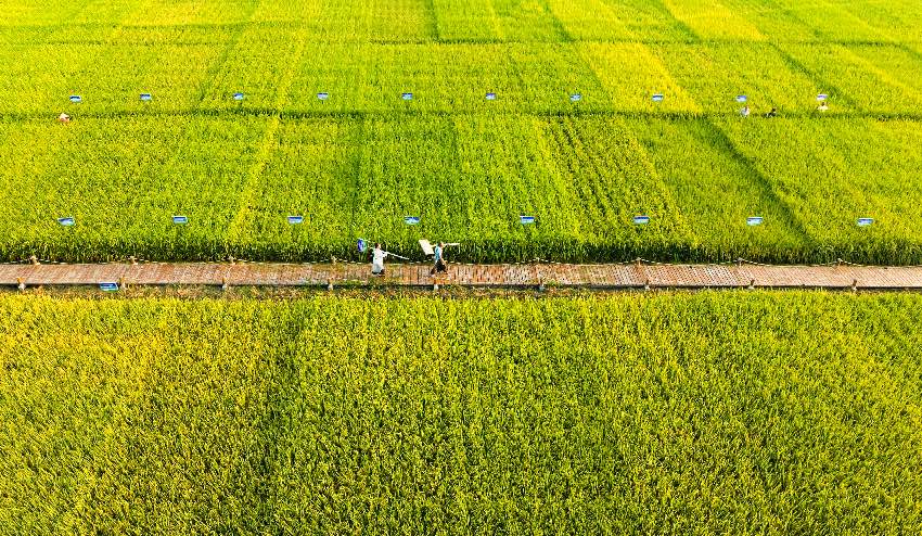 軍屯鎮天星村水稻收割現場。新都區融媒體中心供圖