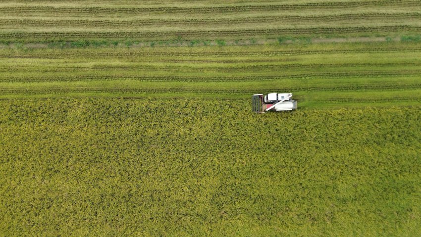 綿竹市孝德鎮毫照村種糧大戶安靜得稻田收割景象。綿竹市委宣傳部供圖