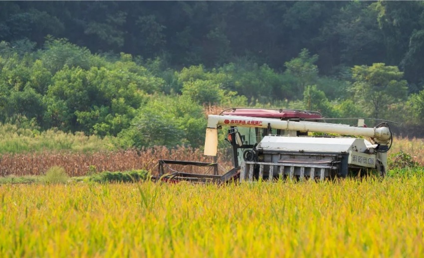 收割機正在收割成熟的水稻。簡陽市委宣傳部供圖