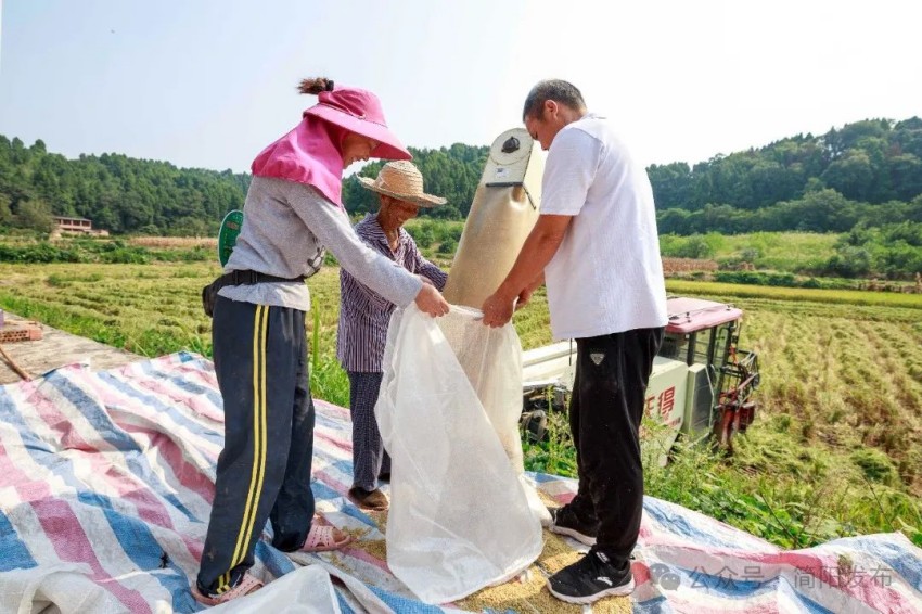 村民正在裝剛收的水稻。簡陽市委宣傳部供圖