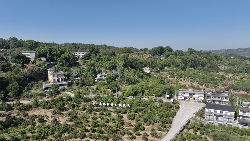 江陽區桂圓良種高換基地。謝婉玲攝