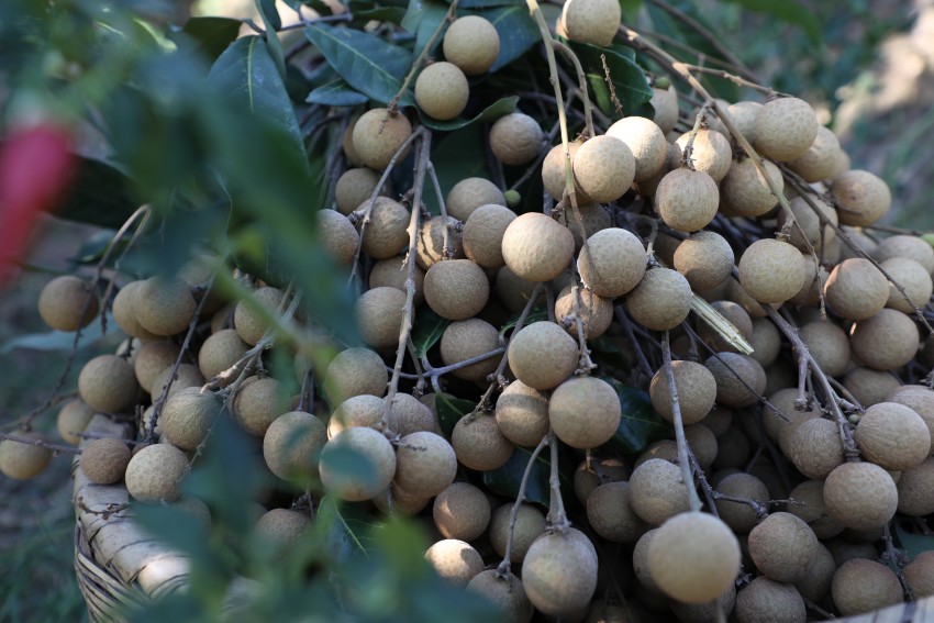 江陽區晚熟桂圓。謝婉玲攝