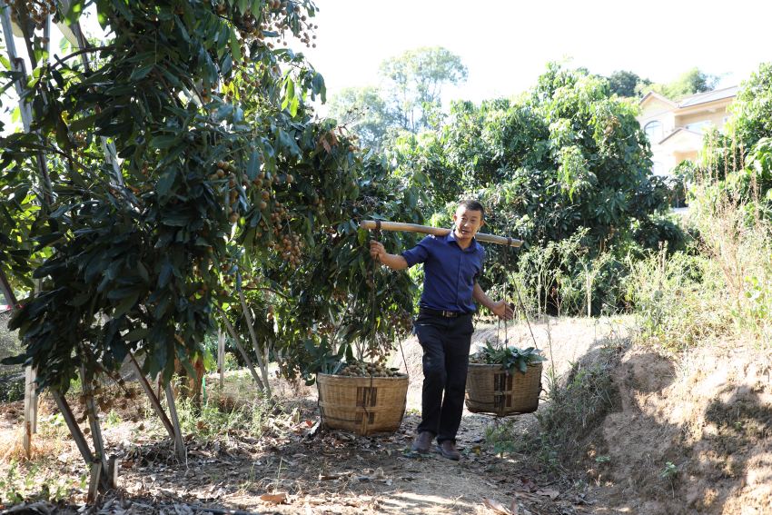 江陽區晚熟桂圓喜獲豐收。謝婉玲攝