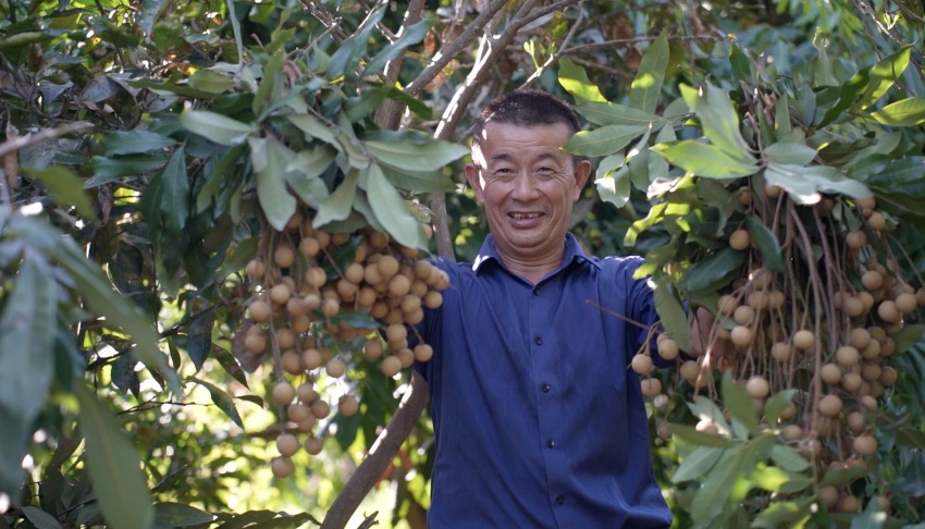 四川省瀘州市江陽區黃艤鎮羅灣村農人采摘桂圓笑容滿面。謝婉玲攝