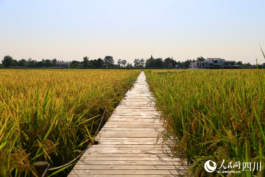 豐收的天星村。人民網記者 朱虹攝